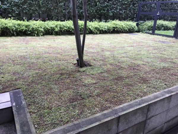 芝の張替え（既存の芝を剥がして野芝へ）／世田谷区 マンション専用庭