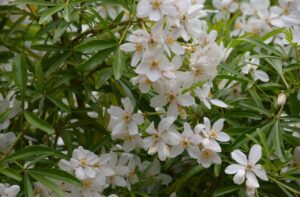 メキシカンオレンジ