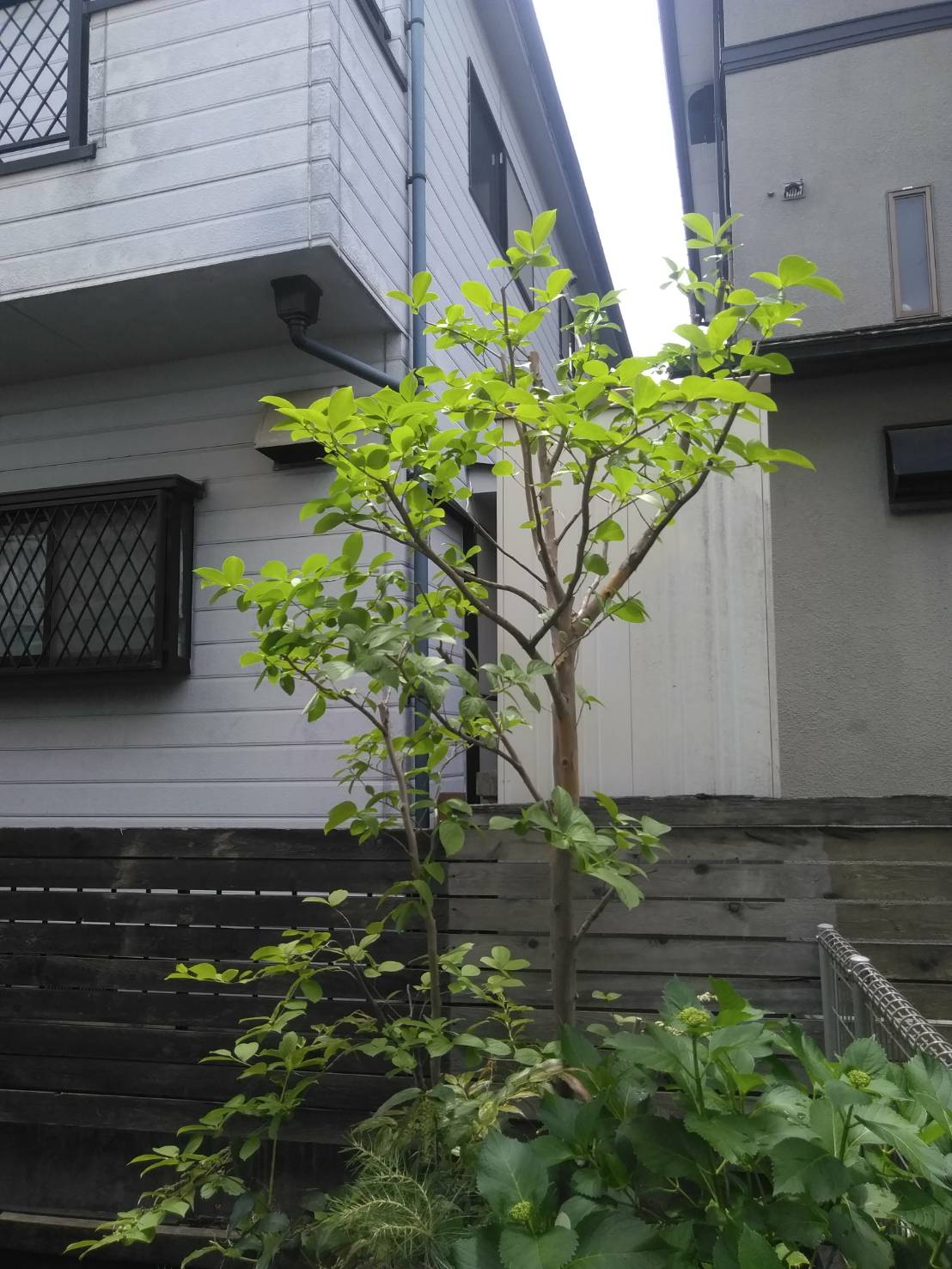 虫がつかない木ってあるの オススメの３つをご紹介します お庭の専門店ニワナショナル 東京 埼玉
