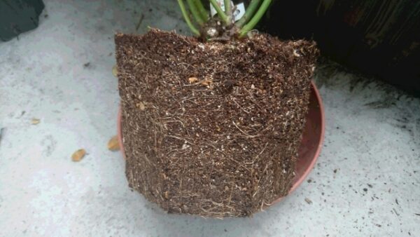 鉢植えから取り出したバラの根