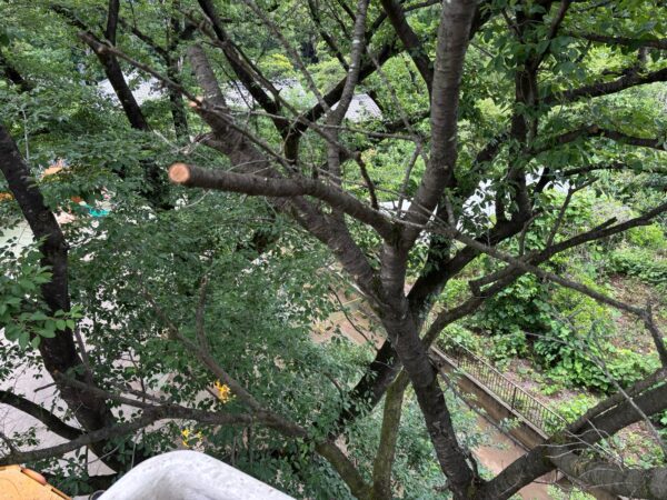 桜の木伐採・枯れ枝除去作業事例写真