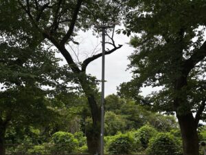 桜の木伐採・枯れ枝除去作業事例写真