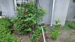 バラ消毒 作業写真