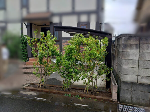 抜根、植樹、支柱の作業写真（作業後）