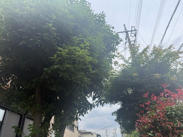 剪定の作業写真