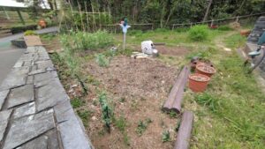 畑の耕運・野菜の植え付けの作業写真