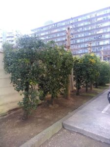 王子　マンション　植栽管理