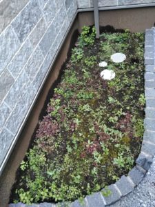 3.13　世田谷区　ポスト下　花植え