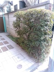 3.16　世田谷区　マンション中庭　ツツジ　剪定