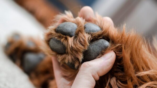 人工芝でつくるドッグラン 犬の肉球