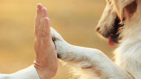 人工芝でつくるドッグラン