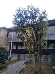 4.9　上尾市　キンモクセイ　切り下げ