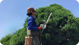 木の整形・剪定