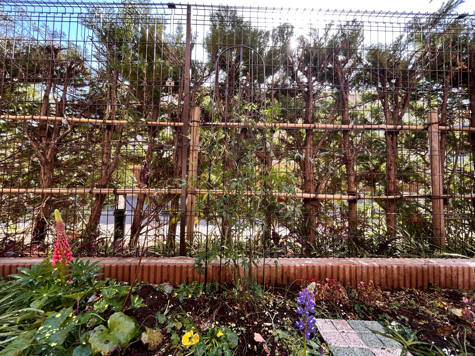 花植え、植樹、バラの誘引の作業事例写真