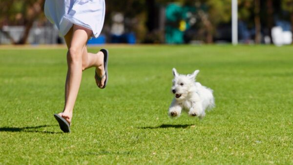 人工芝でつくるドッグラン　ドックランで走る犬と飼い主