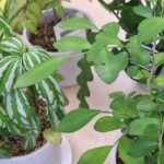 観葉植物の捨て方ガイド｜正しく分別して処分しよう！　アイキャッチ