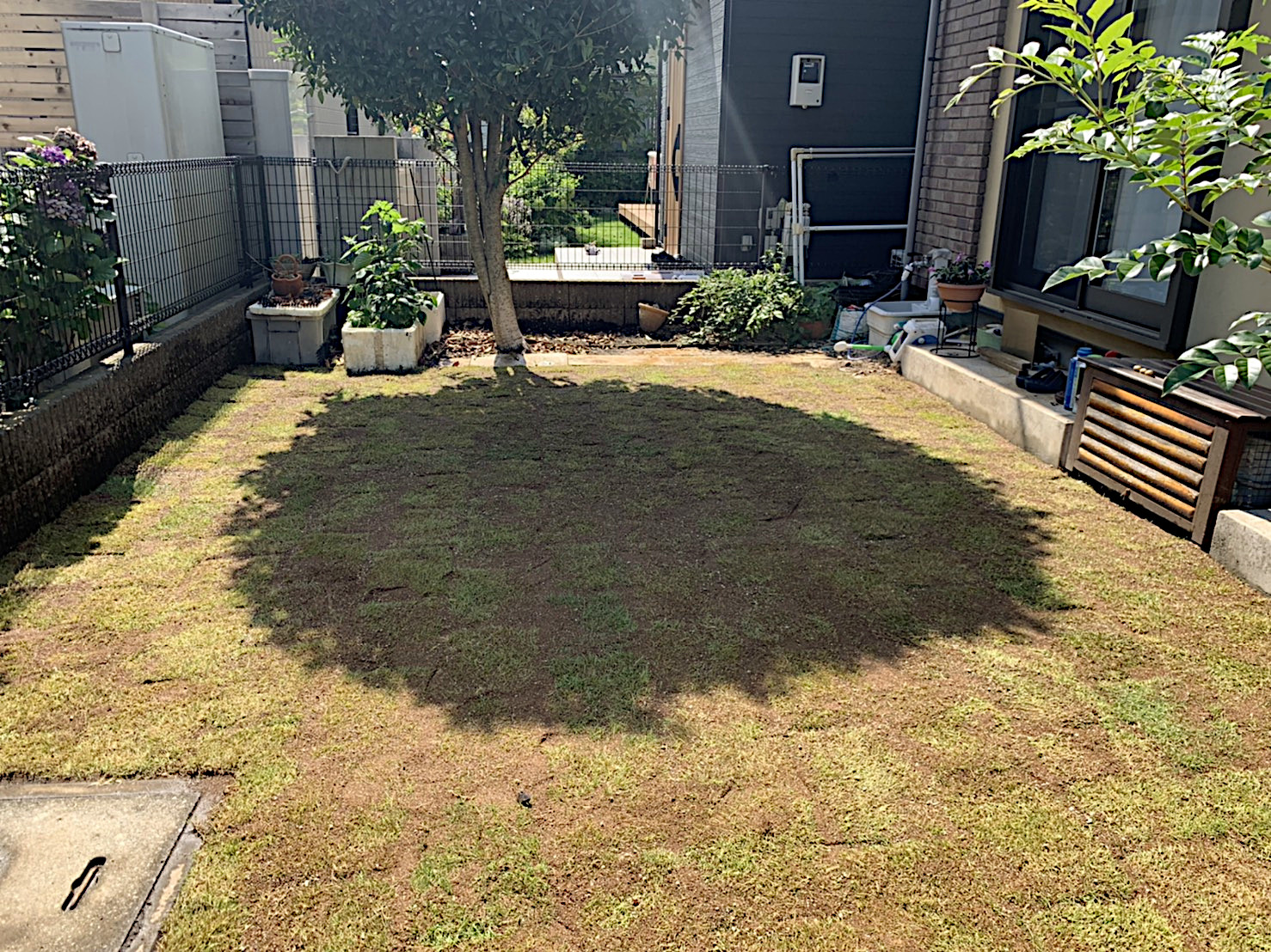 枯れ芝はがしと芝生 高麗芝 の施工 東京都府中市 お庭の専門店ニワナショナル 東京 埼玉