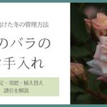 冬のバラのお手入れ　アイキャッチ