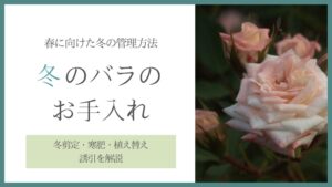 冬のバラのお手入れ　アイキャッチ
