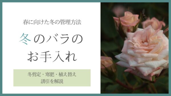 冬のバラのお手入れ