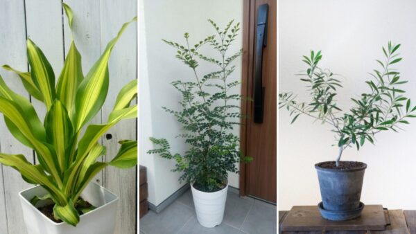 ドラセナ・シマトネリコ・オリーブ