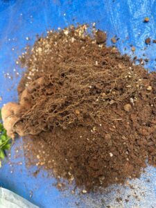 観葉植物の植え替え、引き取りの作業事例写真