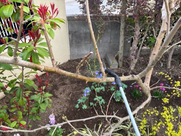 除草,花植え,消毒の作業写真after