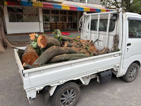 桜の木伐採・枯れ枝除去作業事例写真