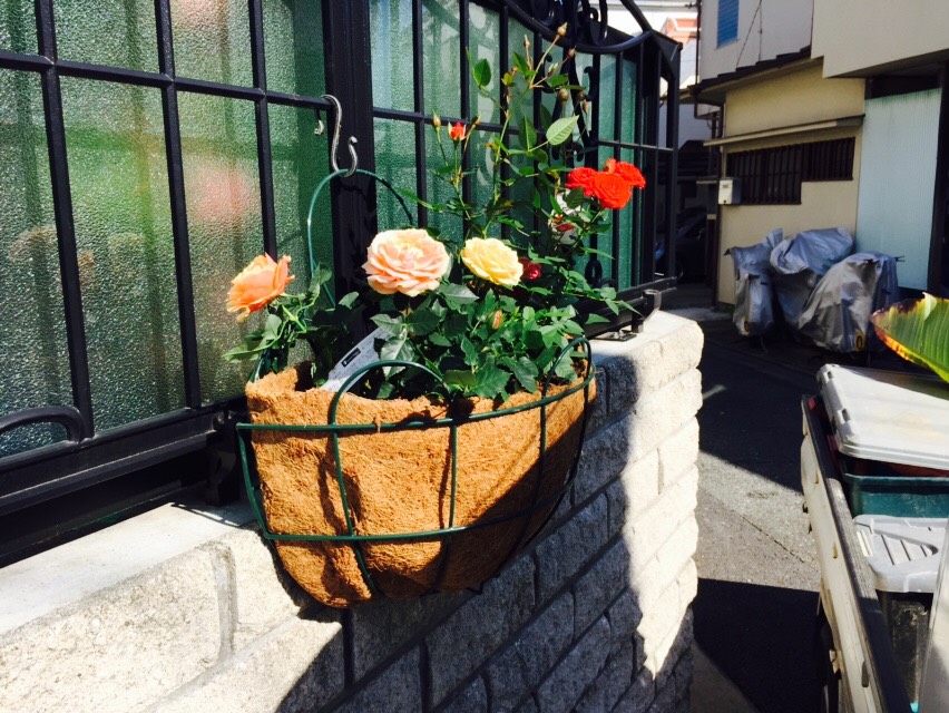 プランターの薔薇のお手入れもご依頼ください お庭の専門店ニワナショナル 東京 埼玉