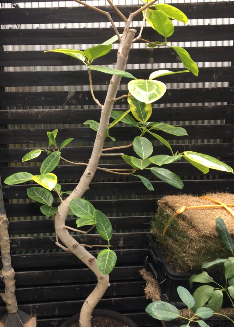 観葉植物 再生 お庭の専門店ニワナショナル 東京 埼玉