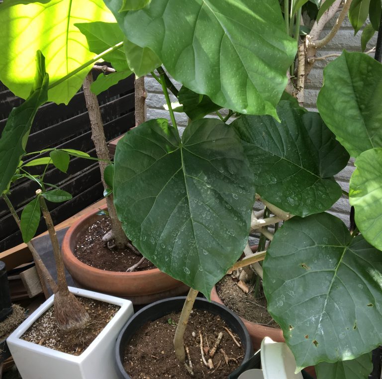 観葉植物 再生 お庭の専門店ニワナショナル 東京 埼玉