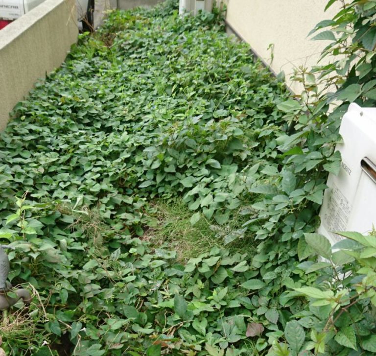 雑草対策の方法 お庭の専門店ニワナショナル 東京 埼玉