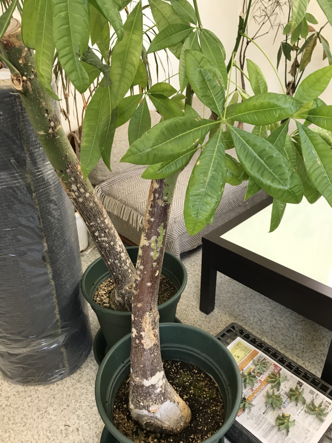 パキラの引き取り | お庭の専門店ニワナショナル（東京・埼玉・神奈川）