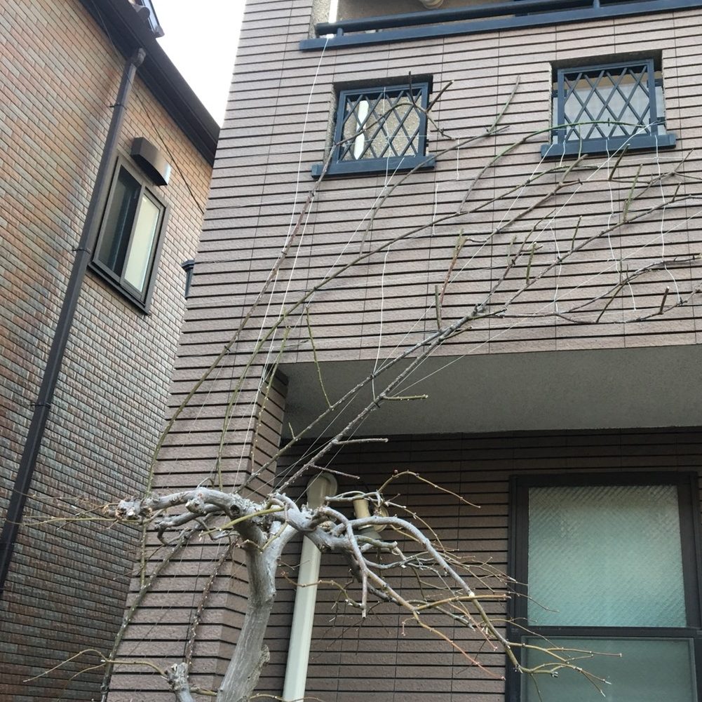 つるバラの剪定と壁面誘引 お庭の専門店ニワナショナル 東京 埼玉 つるバラの剪定と壁面誘引 お庭の専門店ニワナショナル 東京 埼玉