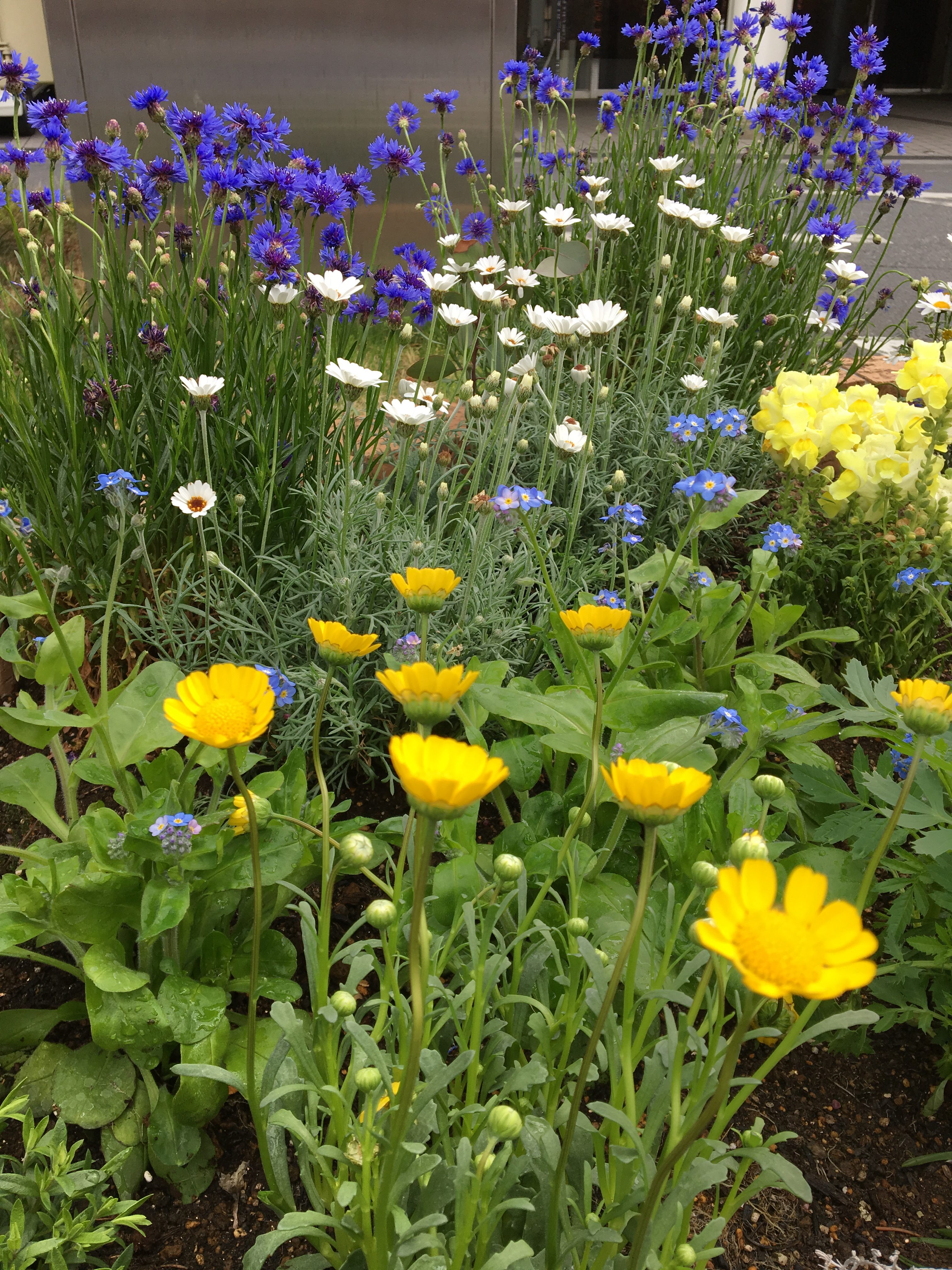 花壇の年間管理なら お庭の専門店ニワナショナル 東京 埼玉