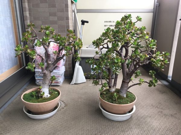 植木鉢の植え替えは お庭の専門店ニワナショナル 東京 埼玉