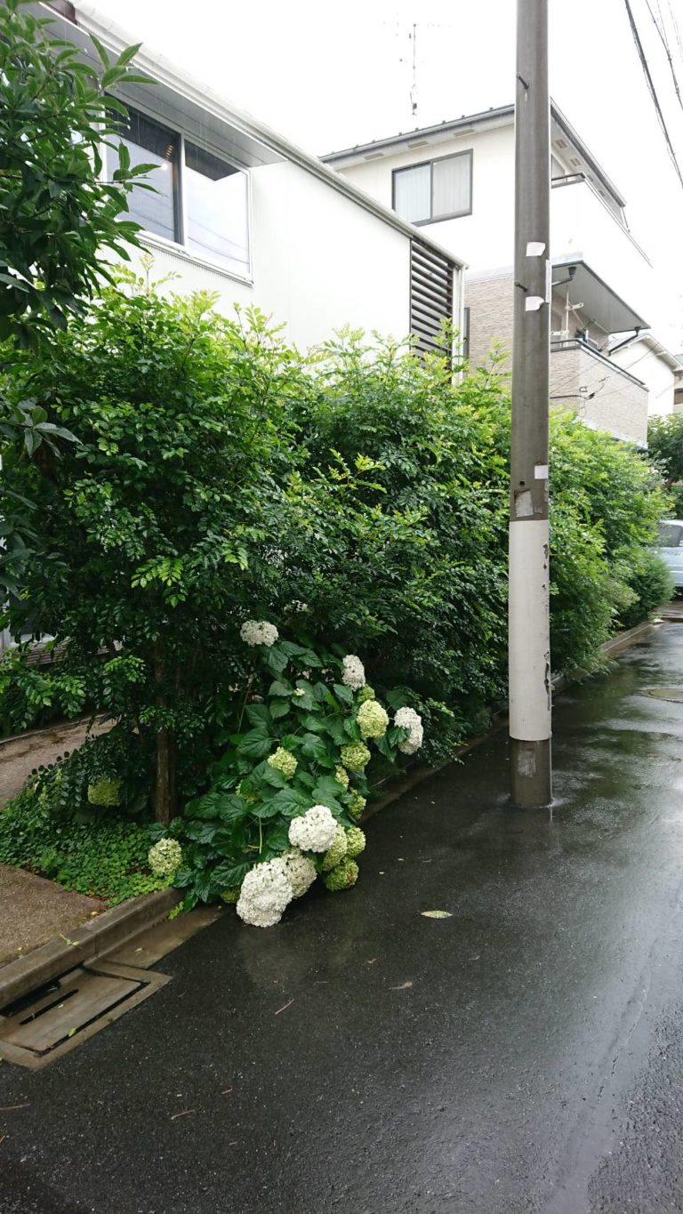 シマトネリコの生垣のご相談なら お庭の専門店ニワナショナル 東京 埼玉