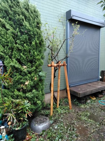 台風 強風で木が傾いてしまった時の応急処置方法 直し方 お庭の専門店ニワナショナル 東京 埼玉