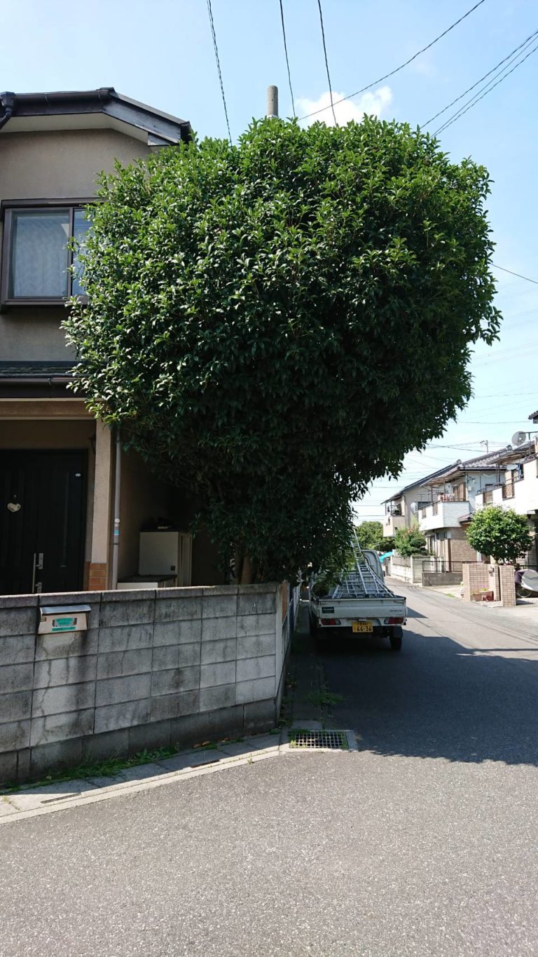 金木犀の剪定なら お庭の専門店ニワナショナル 東京 埼玉