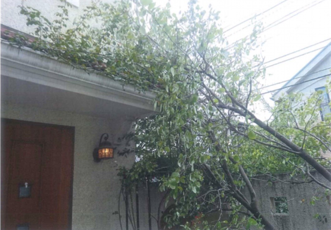 台風被害の木は | お庭の専門店ニワナショナル（東京・埼玉）
