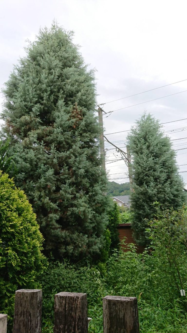 コニファーの剪定は お庭の専門店ニワナショナル 東京 埼玉