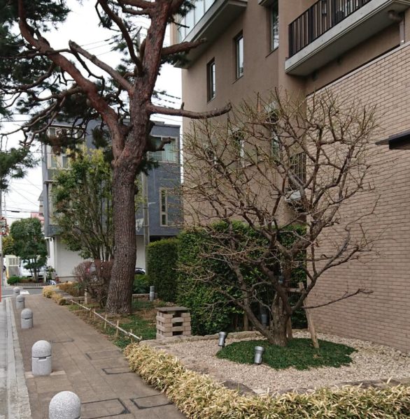 マンションの植栽物管理をしていますinさいたま市中央区 お庭の専門店ニワナショナル 東京 埼玉