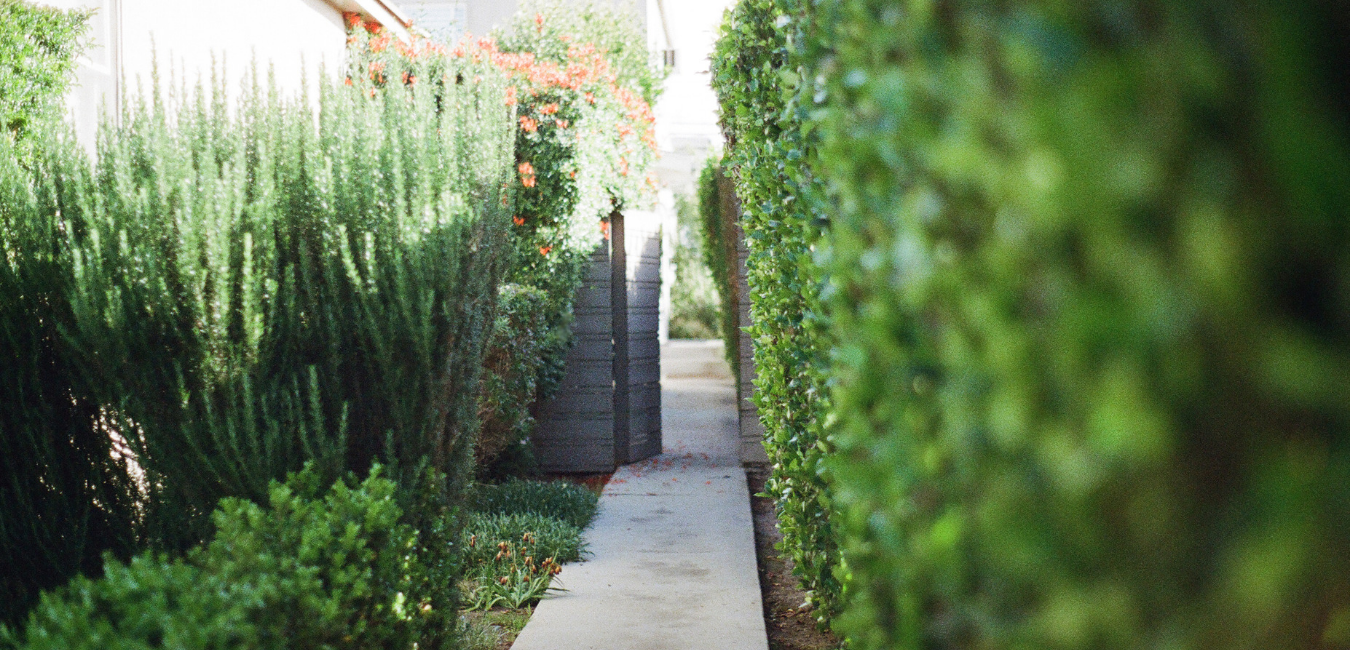 垣根 生垣 を手入れするタイミングをお教えします お庭の専門店ニワナショナル 東京 埼玉