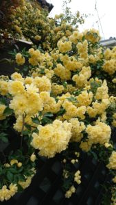 黄色のモッコウバラ