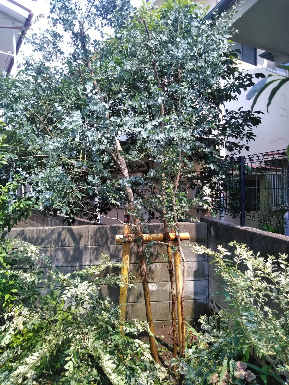 剪定 シマトネリコ ユーカリ 傾き直し 志木市 お庭の専門店ニワナショナル 東京 埼玉