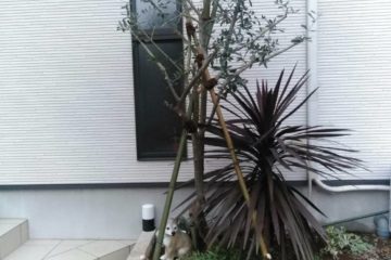 オリーブ傾き直し