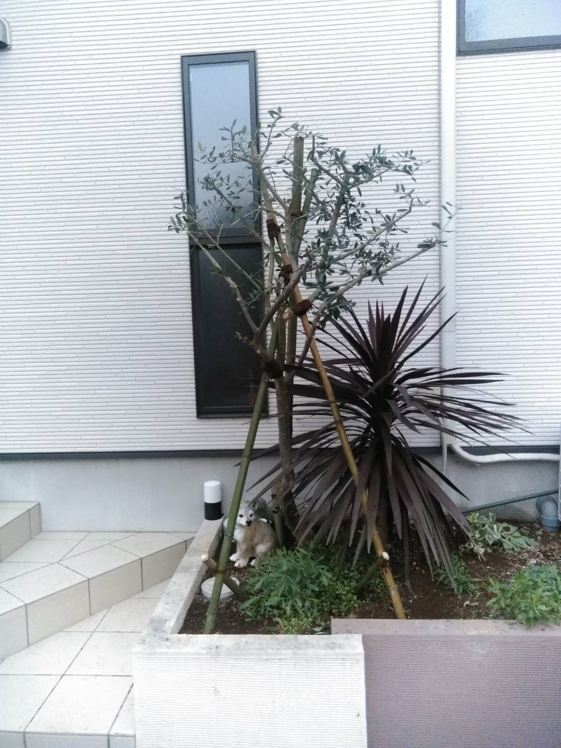 台風 強風で木が傾いてしまった時の応急処置方法 直し方 お庭の専門店ニワナショナル 東京 埼玉