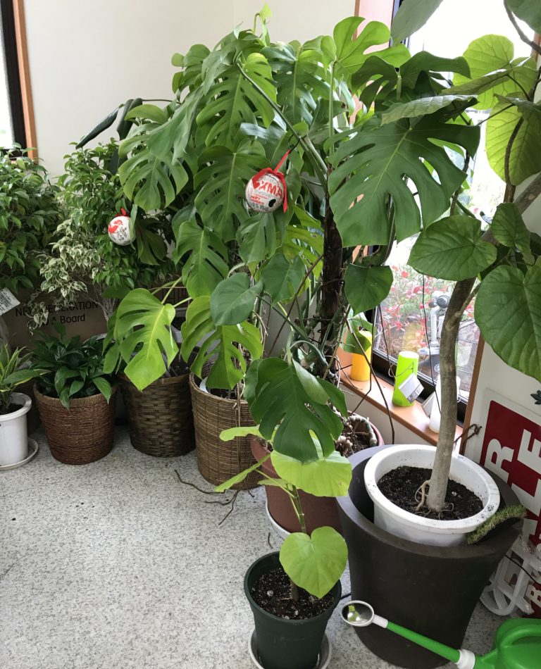 観葉植物お引取りや処分の業者なら お庭の専門店ニワナショナル 東京 埼玉