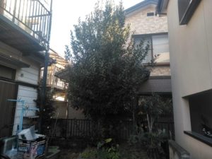 1.16　上尾市　剪定　月桂樹　高さ下げ