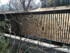 1.24　バラ　冬剪定　誘引　上尾市